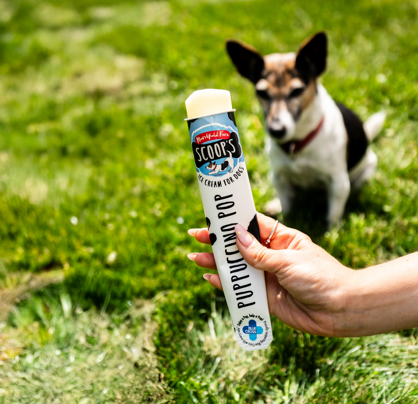 Scoops Puppuccino Dog Pop Ice Cream