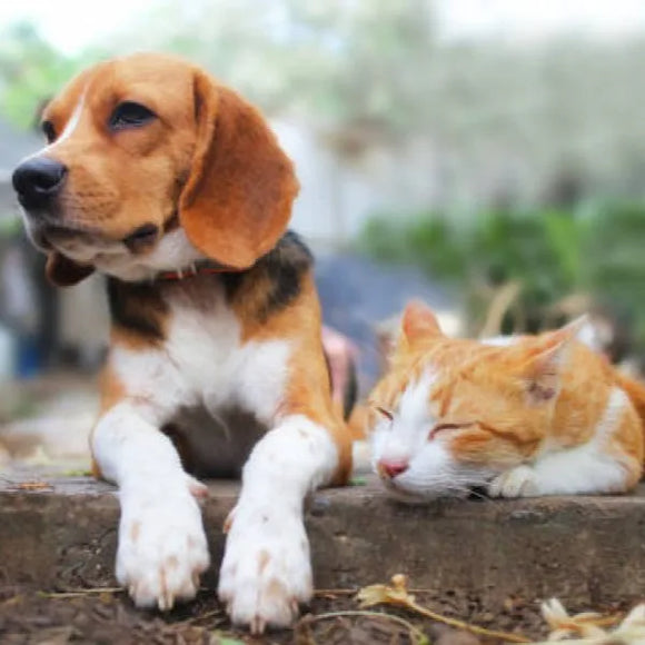 Feclab Dog & Cat Lungworm Test