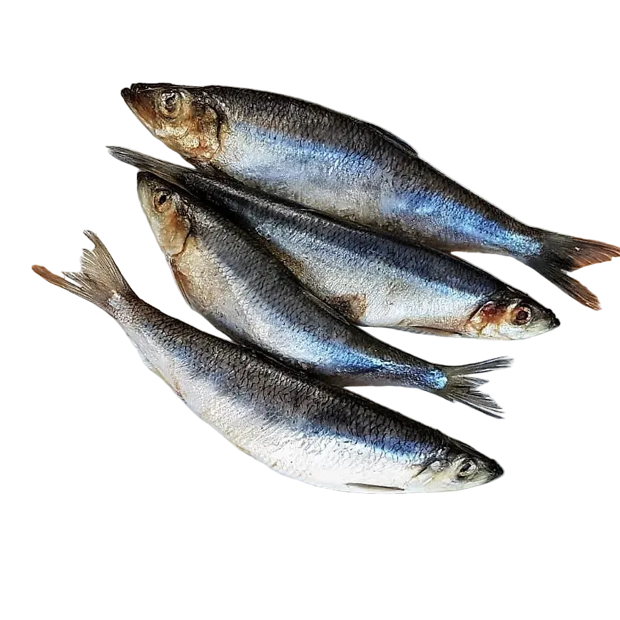 Dougies Whole Herring 1kg