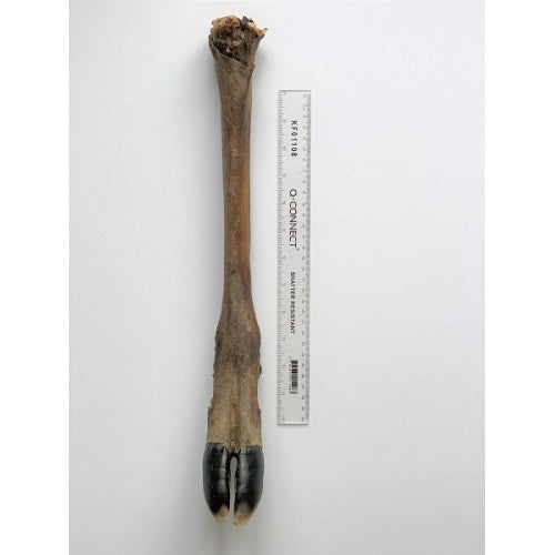 Anco Hairy Giant Deer Leg